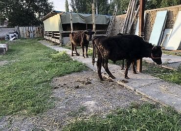 доильный апарат: Продаю | Корова (самка), Бык (самец), Тёлка | На откорм, Для разведения, Для молока — 8