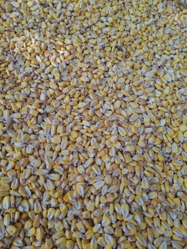 купить измельчитель травы и сена: Продам кукурузу — 1