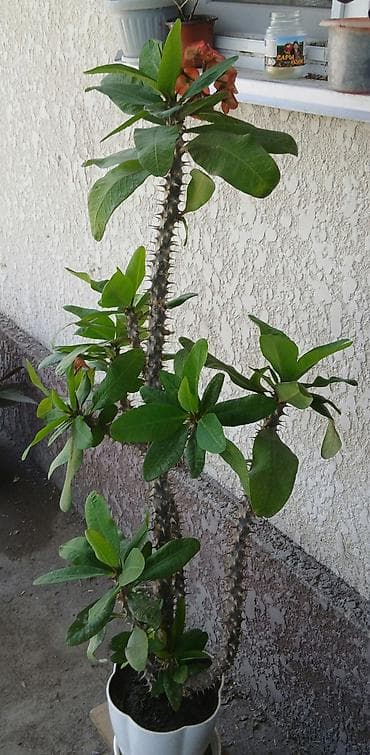 Үй жана бакча: Юкка молочайная (Молочай Милла, Euphorbia milii) в горшке - Крупный — 2