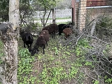 продажа домашних животных: Продаю | Овца (самка) | Для разведения — 1