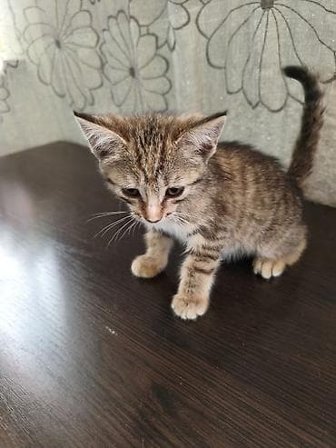 манчкин котенок: Кошка даром: Беспородная, Мальчик — 7
