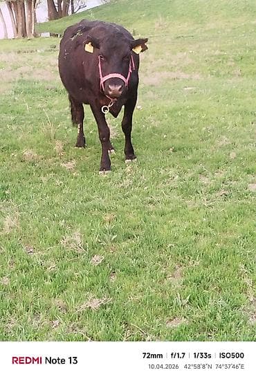 кой сойом: Продаю | Корова (самка) — 1