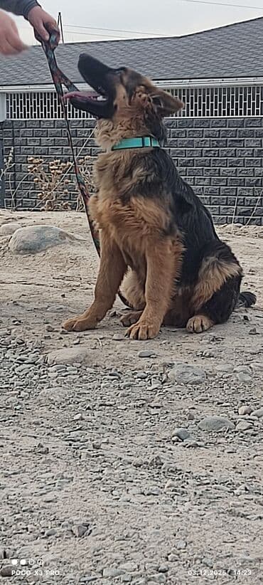 бельгийская овчарка щенок: Щенки немецкой овчарки4месяца - Пухнастые малыши с крепким костяком и — 6