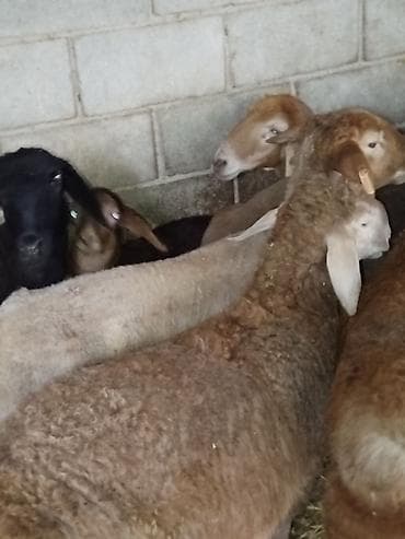 чон: Сатам | Ургаачы кой (ургаачы) | Аргын | Көбөйтүү үчүн | Асыл тукумдуу — 2