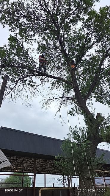 резчики по дереву: СПИЛ ДЕРЕВА — 2