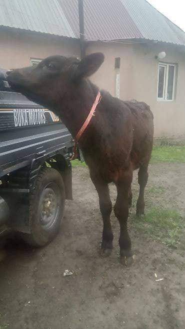 Сатам | Бука (эркек) | Бордоп семиртүү үчүн | Байланган