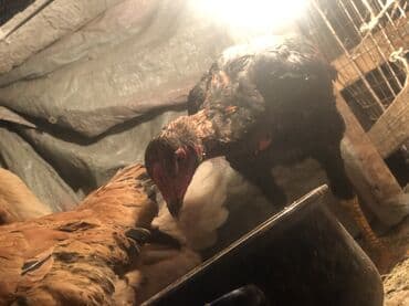 корм животным: Продаю | Петух, Цыплята | Дакан, Бойцовая | Для боев — 4
