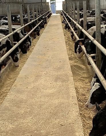 Требуется Скотник, Оплата: Ежемесячно