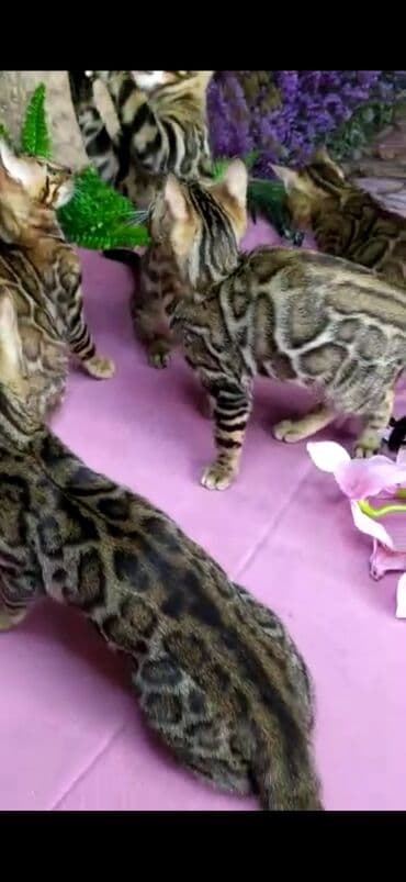 новорожденные котята: Бенгальские котята Проф.Питомник Бен Гла Мур предлагает.чудесных — 16
