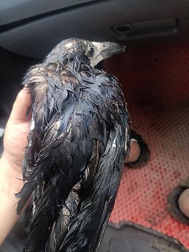 СРОЧНО СРОЧНО!!!!Молодая ворона (Corvus corone/Corvus frugilegus) —