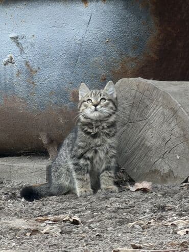 корм для кошек и котят: Отдам даром кошку — 1
