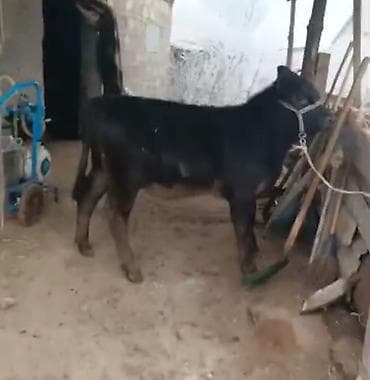 трекер для животных: Продаю | Бык (самец) | Для разведения | Привязанные — 1