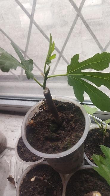ящик для фруктов: Инжир (фига) — саженцы. - Сортовой инжир для выращивания в открытом — 1