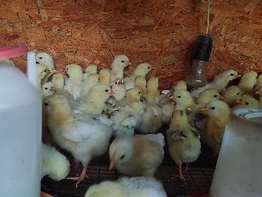 мел для животных: Продаю | Цыплята | На забой — 8
