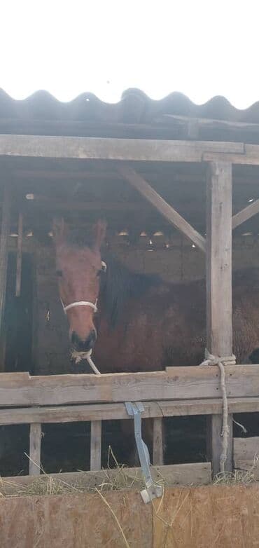 фелуцен для коров цена бишкек: Продаю | Кобыла (самка) | На забой — 10