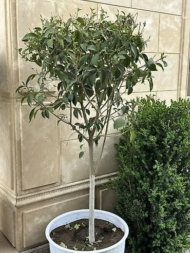 пальма вашингтония: Декоративное деревце в кадке - Вид: вечнозелёное декоративное дерево — 3