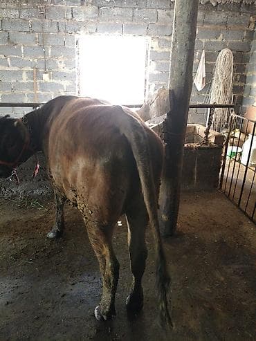 мин булак: Сатам | Уй (ургаачы) | Швиц | Сүт алуу үчүн | Байланган — 1