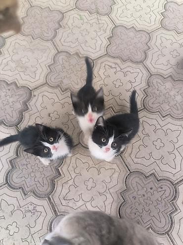 Отдам котят в добрые руки, 3 месяца котятам, все мальчики