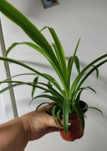 Декор и интерьер: Хлорофитумы. распродажа Хлорофитум - можно по праву назвать — 7