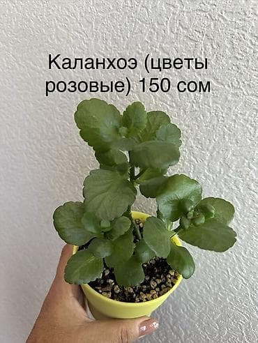 Каланхоэ: Укорененные черенки. 8мкр — 9
