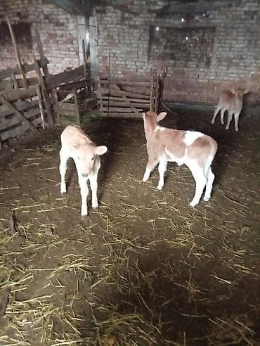 Башка жаныбарлар: Сатам | Кунаажын | Бордоп семиртүү үчүн — 2