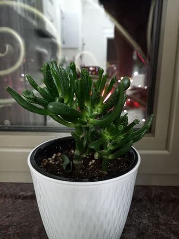 семена жусая: Крассула хоббит — 2