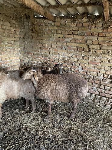 крысы белые: Продаю | Баран (самец) — 3