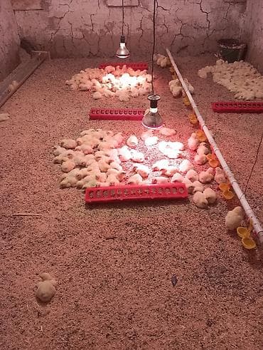 курица домашняя цена: Продаю | Цыплята | Бройлерная | На забой — 1