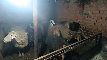 куры марьям бишкек: Продаю | Овца (самка) | Полукровка | Для разведения | Матка — 2