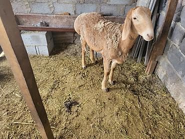 лысая крыса: Продаю | Баран (самец) | Арашан | Для разведения | Племенные — 4