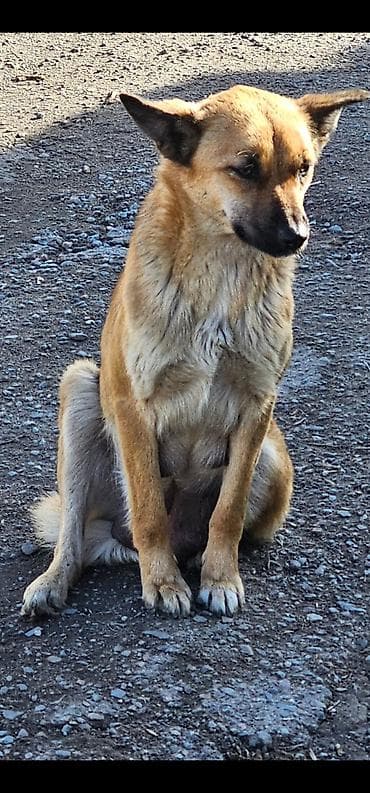 объявления о найденных собаках: Собака даром: Дворняжка, 1 месяц, Самец — 1