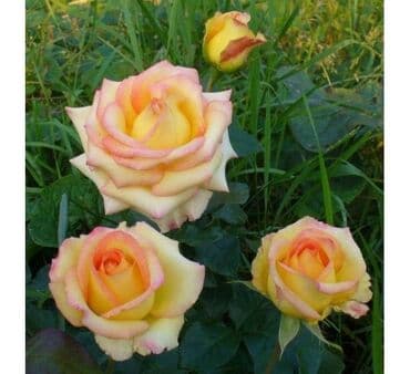 роза в горшке купить: Саженцы роз — коллекционные сортовые окраски Описание: - Роскошные — 8