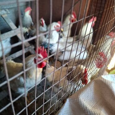 клеточное оборудование для кур несушек: Сатам | Короздор | Көбөйтүү үчүн — 6