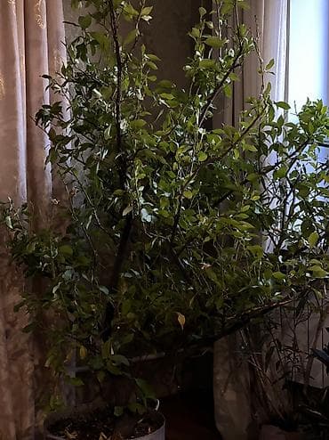 книжная полка бишкек: Дерево Лимон2 м — 2