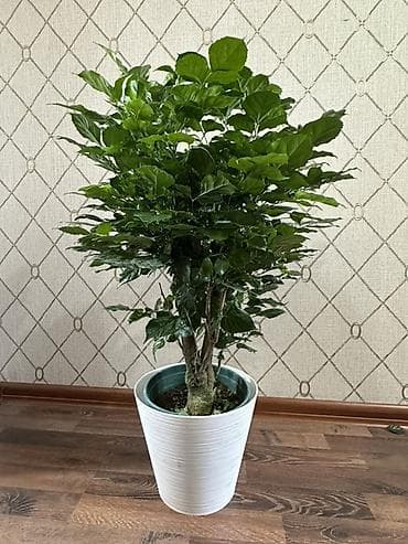 пахира: Комнатные растения в кашпо: - Камелия, маленькая — 1000 сом. Плотные — 10