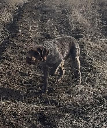 собаки бишкек: ВЯЗКА ВЯЗКА Читайте Внимательно !!! Предлагается Кабель Породы — 2