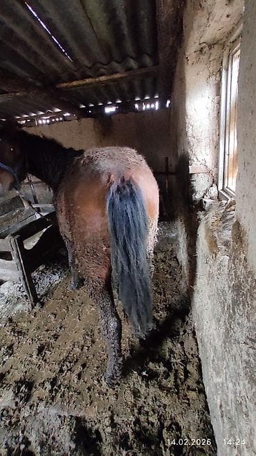 кошка бишкек: Продаю | Конь (самец) | Рабочий — 1