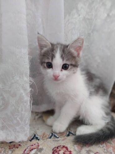 кошки котята: Отдадим в хорошие руки котят, возраст 1 месяц. К лотку уже сами — 2