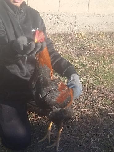бойцовая: Продаю | Петух | Бойцовая | Для разведения — 2