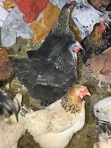 кремация животных бишкек: Продаю | Куры | Домашняя | Несушки — 9