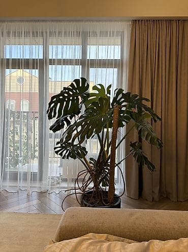 монстеро: Монстера делициоза (Monstera deliciosa) 7000сом ( без горшка) - — 2