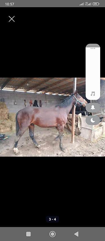 А/ч жаныбарлары үчүн тоюттар: Сатам | Жылкы (эркек) | Аргын | Жумушка | Мерин — 1