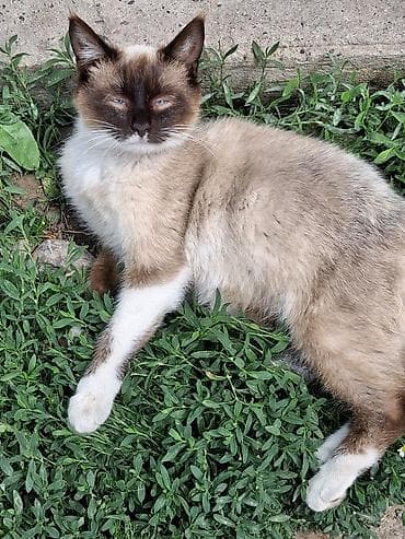сиамские котята: Кошка даром: Сиамская, 10 месяцев, Девочка, Приучена к лотку — 4
