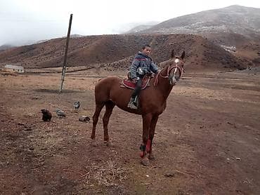 кон: Продаю | Жеребец | Рабочий — 4