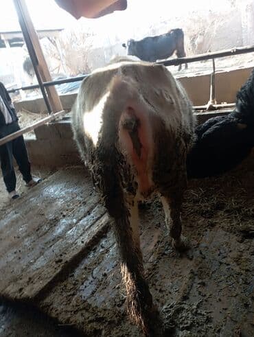 дойный коров: Продаю | Корова (самка) | Для разведения | Привязанные — 2