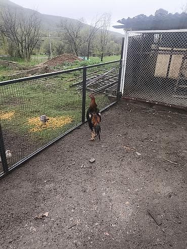 кошка с разными глазами: Продаю | Петух | Бойцовая | Для разведения — 1