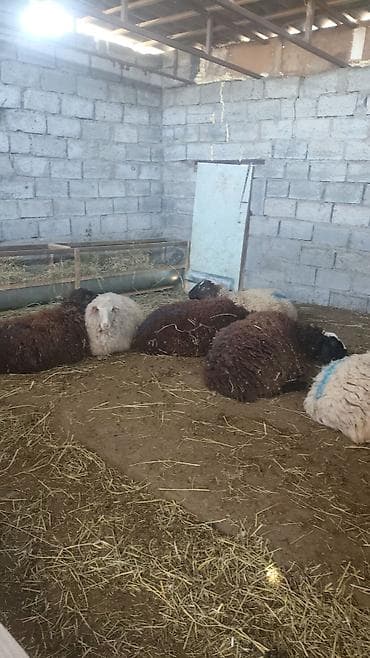 Животные: Продаю | Овца (самка) | Для разведения — 2