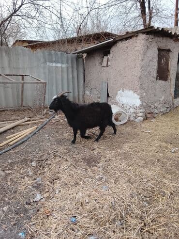 сколько стоит коза дойная купить: Продаю | Козёл (самец) | Полукровка | Для разведения — 3