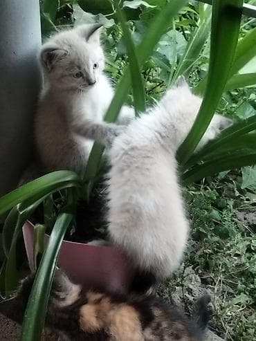 кошка: Котята Описание: в добрые руки отдам котят - Помёт из нескольких — 3