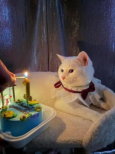 белый кошка: Белый домашний кот, редкая особенность — гетерохромия (один глаз — 3